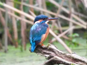 Menno 01 IJsvogelvrouwtje